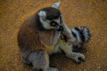 ring tailed lemur sitting on the ground