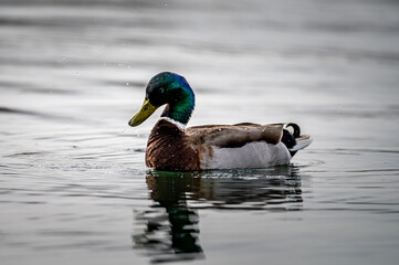 Stockenten-Erpel (Anas platyrhynchos) auf dem Wasser schüttelt sich nach der Gefiederpflege