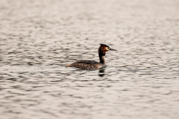 Haubentaucher (Podiceps cristatus) schwimmt auf einem See