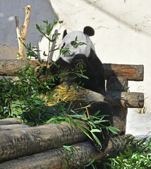 Breakfast. Giant panda (Ailuropoda melanoleuca) sitting and eating bamboo