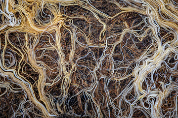 Close up detail of plant root system