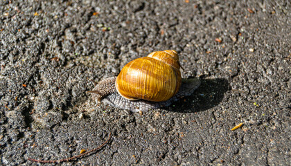 Big garden snail in shell crawling on wet road
