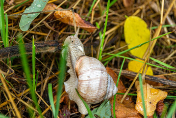Big garden snail in shell crawling on wet road