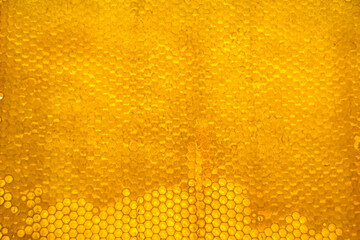 Honeycomb from bee hive filled with golden honey
