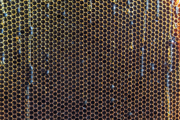 Honeycomb from bee hive filled with golden honey