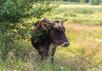 Photography on theme beautiful big milk cow