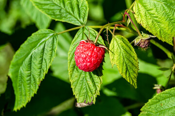 Photography for whole ripe berry red raspberry