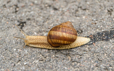 Big garden snail in shell crawling on wet road