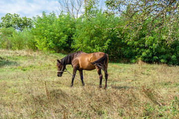 Naklejka na ściany i meble Beautiful wild brown horse stallion on summer flower meadow