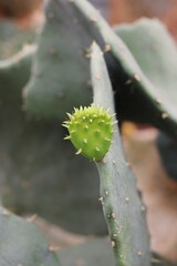 close up of a baby cactus