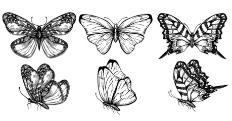 Butterfly set. Collection of insect sketches for design and scrapbooking. Contour butterflies. Collection of Drawings butterfly