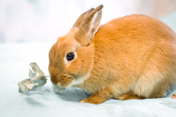 Close up adorable red rabbit on white background. Young cute red bunny sitting on white bed. Lovely pet with fluffy hair.