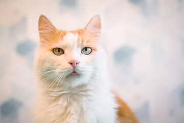 A white cat with eyes of different colors. A kitten with blue and yellow eyes is lying on a white...