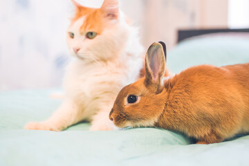 Cat and decorative rabbit playing together. Happy red pets. Red cat and bunny.