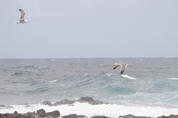 Yellow-legged gulls Larus michahellis atlantis in flight. El Confital. La Isleta. Las Palmas de Gran Canaria. Gran Canaria. Canary Islands. Spain.