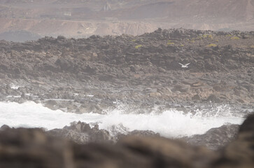 Yellow-legged gull Larus michahellis atlantis in flight. El Confital. La Isleta. Las Palmas de Gran Canaria. Gran Canaria. Canary Islands. Spain.