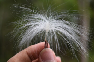 dandelion in hand