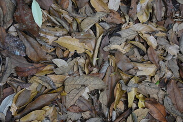dried leaves