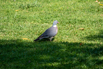 A plump woodpigeon, columba palumbus, sat on a branch in its natural environment in spring