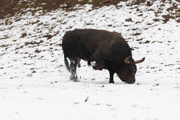 A big black bull in the snow training to fight in the arena. Bullfighting concept. Selective focus 