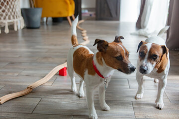 Jack Russell Terrier dogs indoor at home