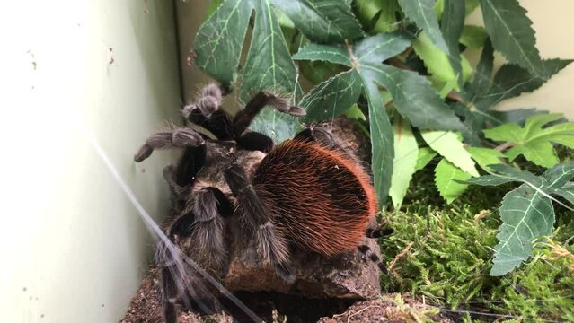 Eine Vogelspinne in einem Terrarium.