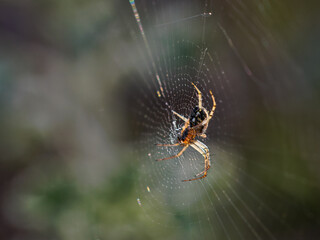 Spider in its web.