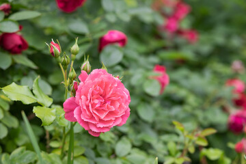 Close up of tender pink roses bush, blooming flowers and closed buds in a concrete pot on a sunny day. Wood texture plank on the back. blossom of pink roses on the alley of the city park