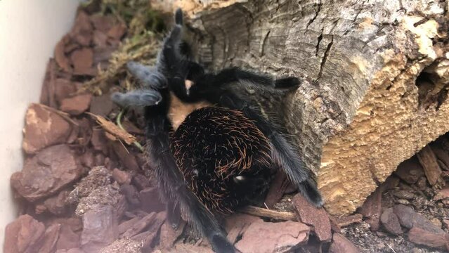 Eine Vogelspinne in einem Terrarium.