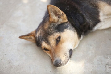 The dog is lying with a tired body