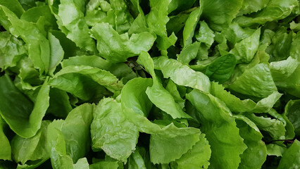 background of lettuce leaves . summer spicy herbs