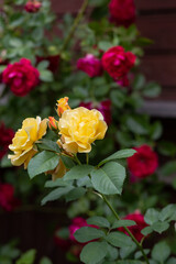 Close up of tender yellow roses bush, blooming flowers and closed buds in a concrete pot on a sunny day. Wood texture plank on the back. blossom of colorful roses on the alley of the city park