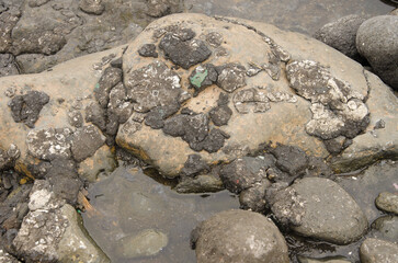 Oil patches on shore rocks. Gran Canaria. Canary Islands. Spain.