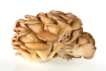 Oyster mushrooms - Pleurotus ostreatus isolated on white background, clipping path