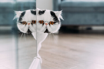 Close-up portrait of a very cunning cat looks out of the wall