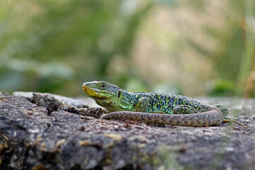 Beautiful male ocellated lizard (Timon lepidus) in a rocky environment. Scary and colorful green and blue lizard and habitat. Wild mediterranean reptile from Spain. Lizard pattern shown in the skin.