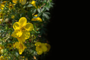 Yellow flower bloodroot cinquefoil blossom in dark background background postcard - obrazy, fototapety, plakaty