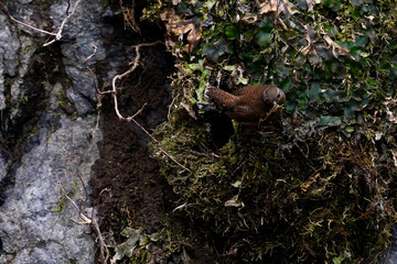 winter wren in the forest