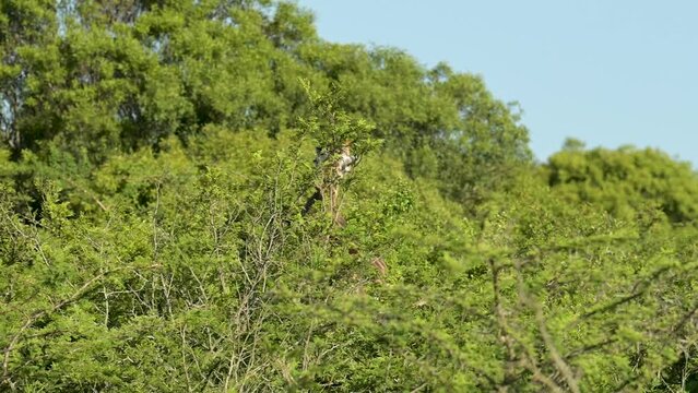 Giraffe im Naturreservat im Hluhluwe Nationalpark S&uuml;dafrika