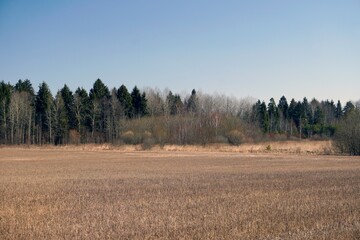 Rural landscape. Last year's stubble in a field at the edge of a forest. Sunny day in March. Spring