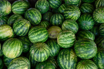 Big Striped watermelons in the watermelons greenhouse 