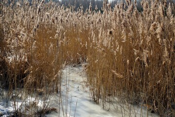 Thickets of reeds on the shore of the lake in early spring. Sunny day in March. Last year's grass. Last snow.