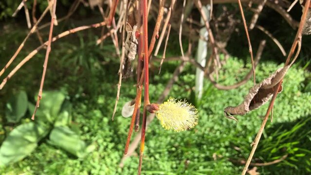 Eine Biene auf den K&auml;tzchen, Bl&uuml;ten einer Weide.