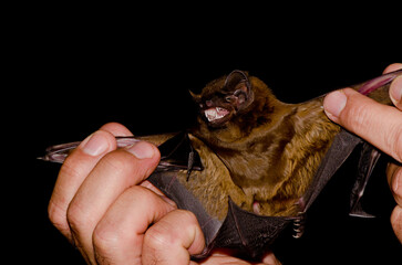 Greater noctule bat Nyctalus lasiopterus captured for study. San Bartolome de Tirajana. Gran Canaria. Canary Islands. Spain.