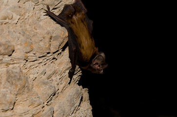 Greater noctule bat Nyctalus lasiopterus. San Bartolome de Tirajana. Gran Canaria. Canary Islands. Spain.