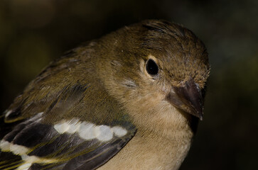 Female chaffinch Fringilla canariensis bakeri. The Nublo Rural Park. Tejeda. Gran Canaria. Canary Islands. Spain.