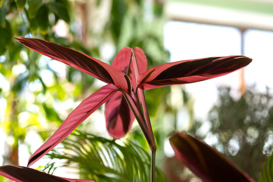 red leaves of stromanta growing in the winter garden