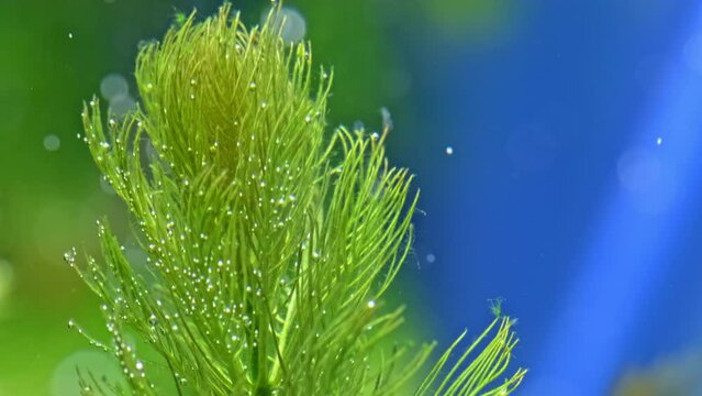 Beautiful  freshwater plant  Myriophyllum aquaticum exudes bubbles oxygen. Process of photosynthesis of  the aquarium plants in an aquarium. Macro shot of  aquarium plants over blue background.
