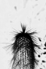 Abstract black and white cactus 