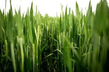 Fototapeta na wymiar Ripening ears of meadow wheat field. Rich harvest Concept. Ears of green wheat close up.